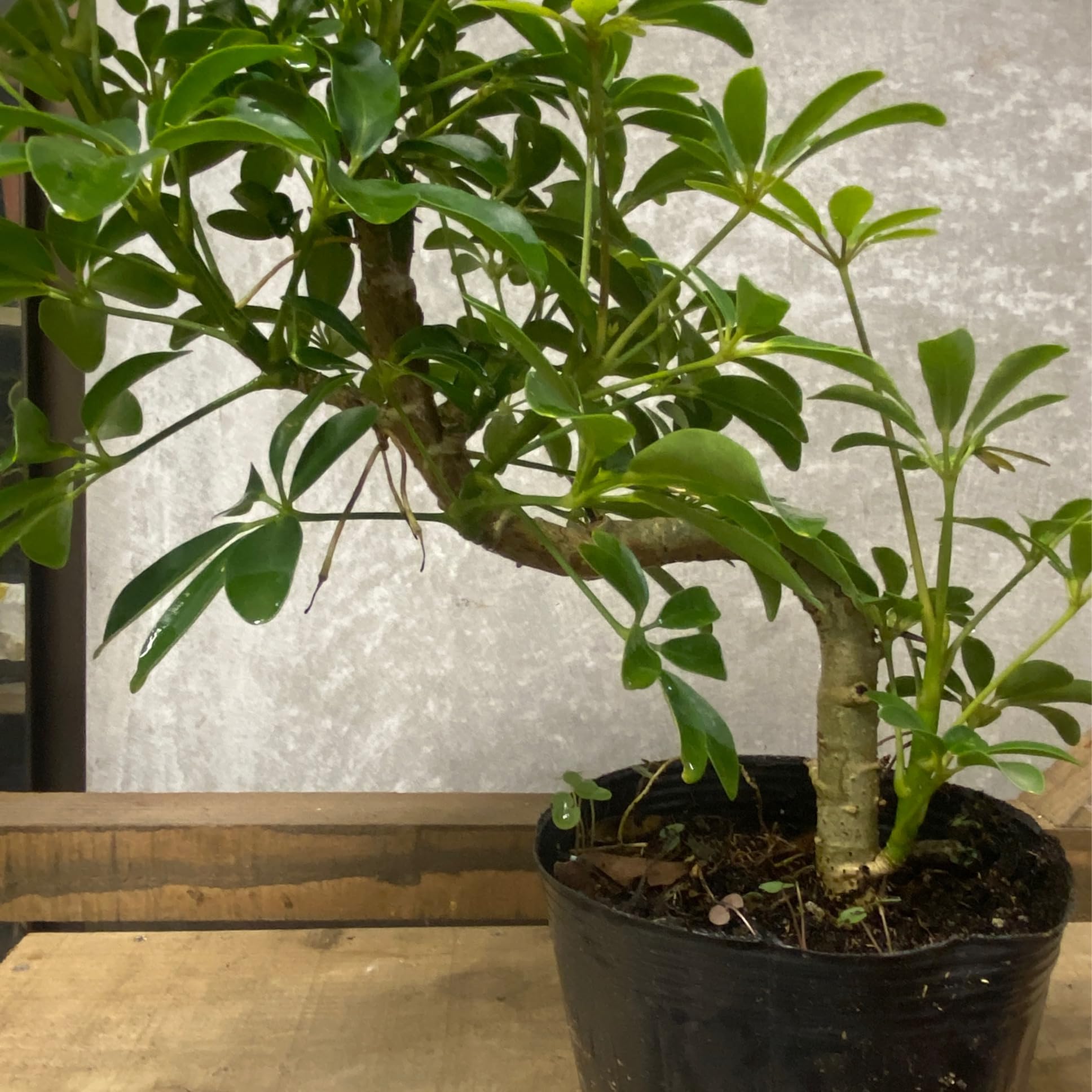 Amazon.co.jp: 観葉植物 シェフレラ コンパクタ 曲げ: ホーム＆キッチン
